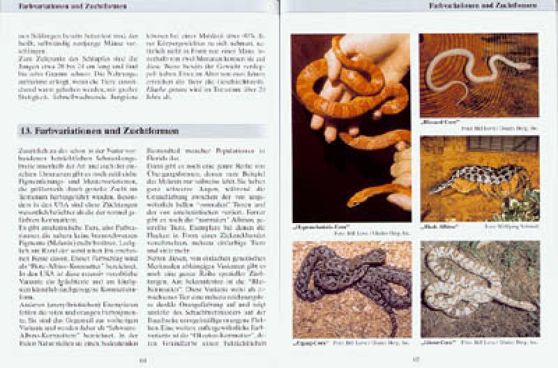 Preview: Kornnattern